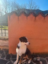 Pastore australiano red tricolor