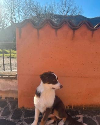 Pastore australiano red tricolor