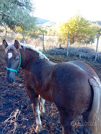 Puledro ,cavallo, stallone TPR