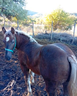 Puledro ,cavallo, stallone TPR