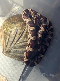 Serpente del grano Guttata