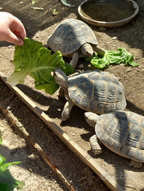 Tartarughe di terra