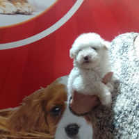 Maltipoo Maschio Bianco
