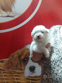 Maltipoo Maschio Bianco