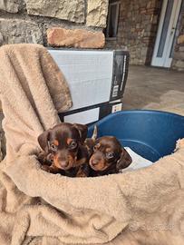 Cuccioli di bassotto tedesco
