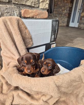 Cuccioli di bassotto tedesco