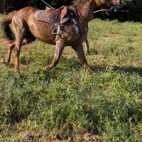 Castrone anglo arabo