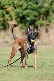 Pastore belga malinois