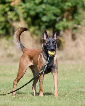 Pastore belga malinois