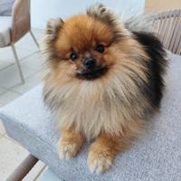 Volpino di Pomerania maschio disponibile per monta
