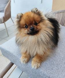 Volpino di Pomerania maschio disponibile per monta