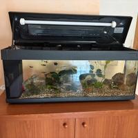 acquario da lt 100 per pesci tropicali