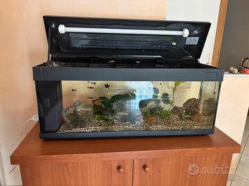 acquario da lt 100 per pesci tropicali