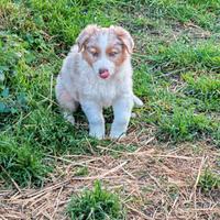 Cuccioli Australian Shepherd con Pedigree
