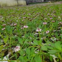 Prato Lippia Nodiflora 🌿 Resistente e senza cure