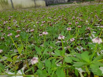Prato Lippia Nodiflora 🌿 Resistente e senza cure