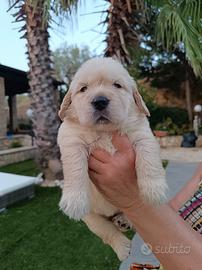 cuccioli di golden