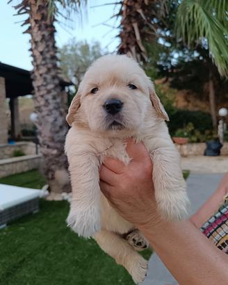 cuccioli di golden