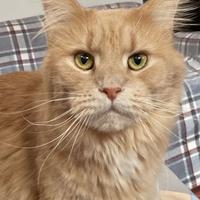 Femmina adulta Maine Coon