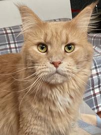 Femmina adulta Maine Coon