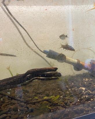 Acquario completo