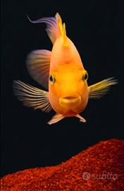 Pesci Red parrot