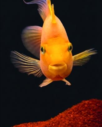 Pesci Red parrot