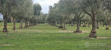 Oliveto