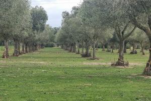 Oliveto