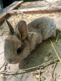 Coniglio ?