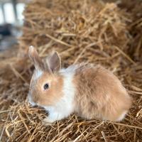 Conigli nani Testa di Leone