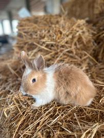Conigli nani Testa di Leone