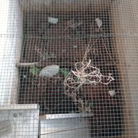 Terrario per tartarughe in legno con grata e rampa