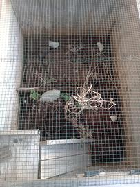 Terrario per tartarughe in legno con grata e rampa