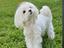 Immagine 4