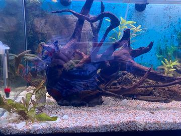 Acquario completo - filtro esterno- e accessori