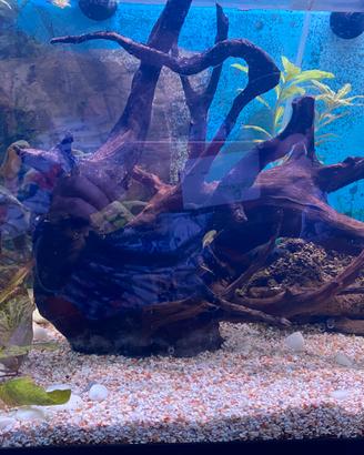 Acquario completo - filtro esterno- e accessori