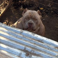 American bully