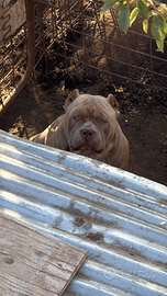 American bully