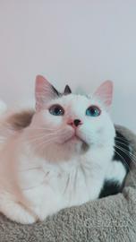 Splendida Mamma Ragdoll Di Un Anno