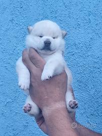 Dolcissimo cucciolo Shiba