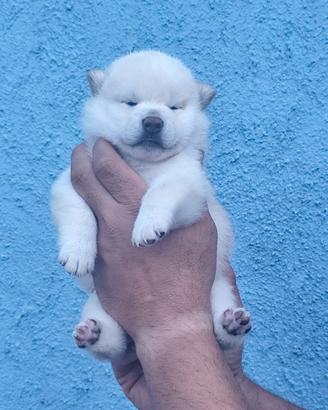 Dolcissimo cucciolo Shiba