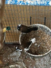 Passero del Giappone