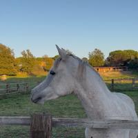Puledro purosangue arabo egiziano 2 anni