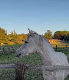 Puledro purosangue arabo egiziano 2 anni