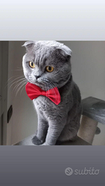 Scottish fold accoppiamamento