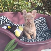 Femmina di Bulldog Francese Isabella new shade