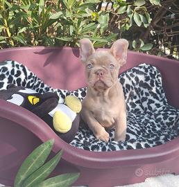 Femmina di Bulldog Francese Isabella new shade