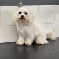 Maltesi cuccioli senza pedigree
