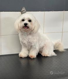 Maltesi cuccioli senza pedigree